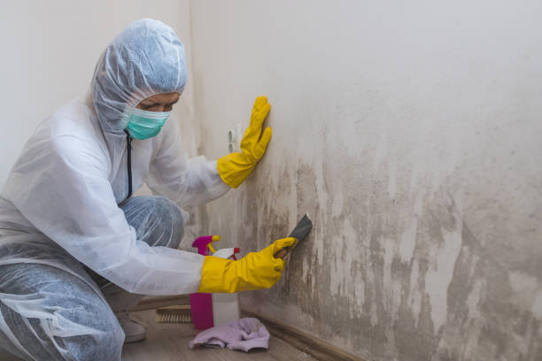 Best Insurance-Related Mold Remediation in Briar, TX