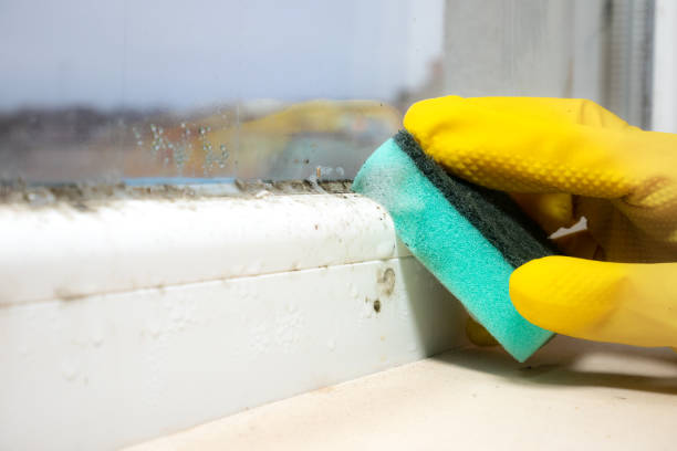 Best Residential Mold Remediation in Briar, TX