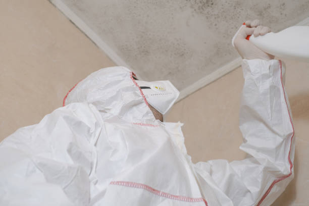 Best Post-Flood Mold Remediation in Briar, TX