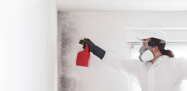 Best Localized Mold Remediation (e.g., coastal areas, humid climates) in Briar, TX