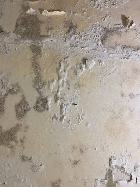 Best Crawl Space Mold Remediation in Briar, TX