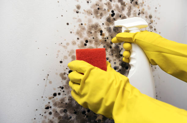 Best HVAC Mold Remediation in Briar, TX