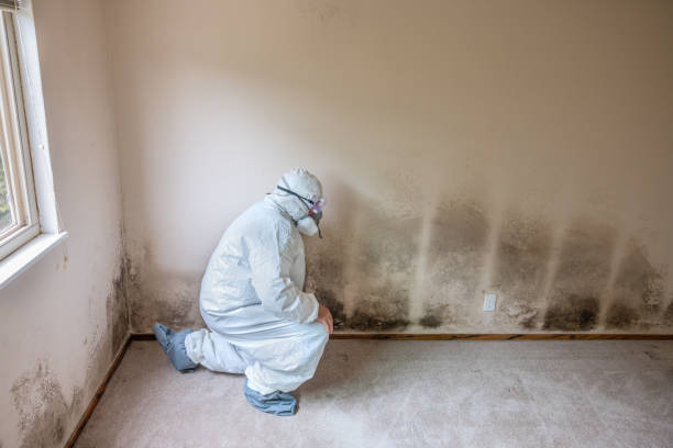 Best Commercial Mold Remediation in Briar, TX