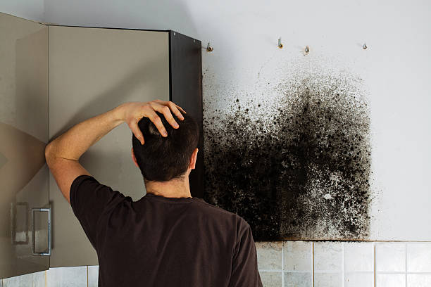 Trusted Briar, TX Mold Remediation Experts