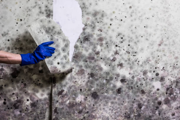 Best Bathroom Mold Remediation in Briar, TX